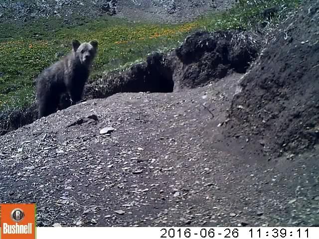 В республике Алтай выбрали имя для редкого сайлюгемского медведя 