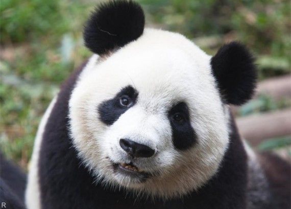 Большая панда Раухин из Японии стала мамой в восьмой раз