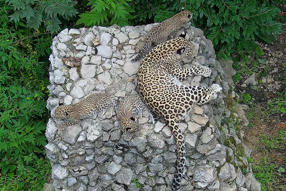 В Сочи назвали пол котят леопарда, родившихся в День России